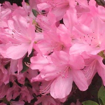 Rhododendron Schroeder hybrid 'Dr. H.R. Schroeder' 