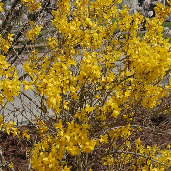 Forsythia x intermedia 'Lynwood'