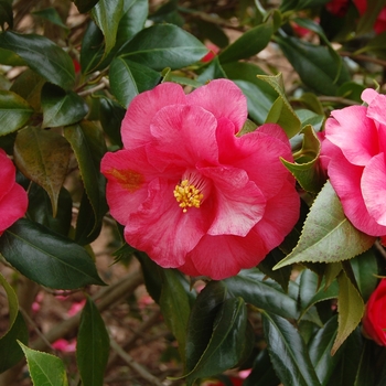 Camellia japonica 'Lady Clare' 