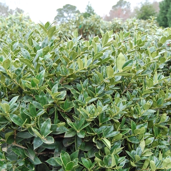 Ilex cornuta 'Carissa'