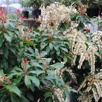 Pieris japonica 'Mountain Fire'