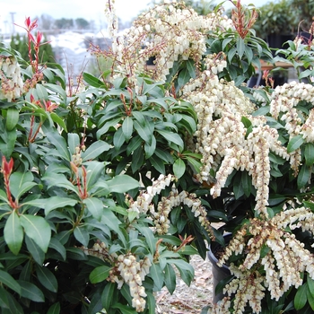 Pieris japonica 'Mountain Fire' 