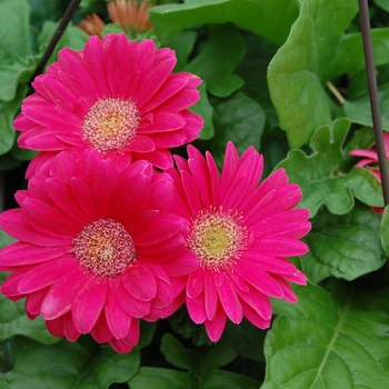 Gerbera jamesonii 