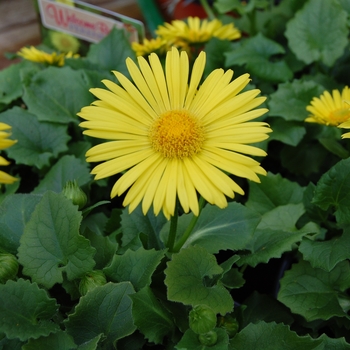 Doronicum orientale 'Leonardo™ Compact' (022562)