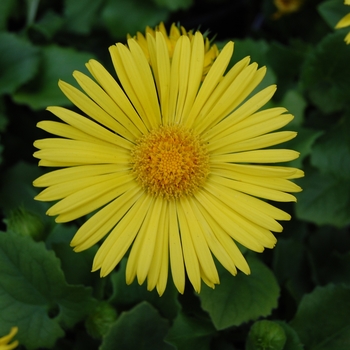 Doronicum orientale 'Leonardo™ Compact' (022563)