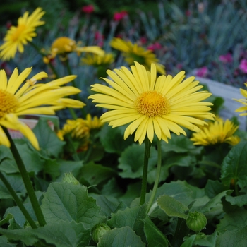 Doronicum orientale 'Leonardo™ Compact'