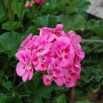 Pelargonium x hortorum 'Designer Bright Lilac' 