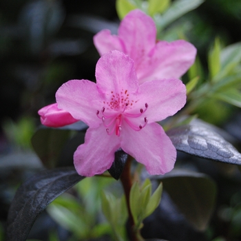 Rhododendron 'Olga Mezzit' 