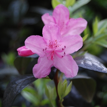 Rhododendron 'Olga Mezzit'