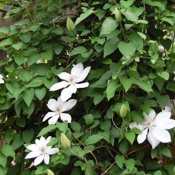 Clematis 'Henryi'