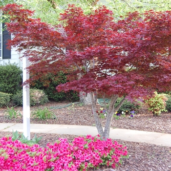 Acer palmatum var. atropurpureum 'Bloodgood' 