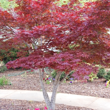 Acer palmatum var. atropurpureum 'Bloodgood' (022574)