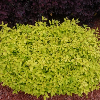 Spiraea japonica 'Goldmound' 