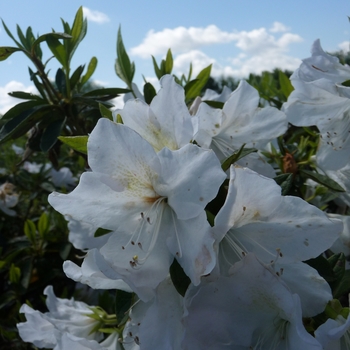 Rhododendron 'Mrs. G.G. Gerbing'