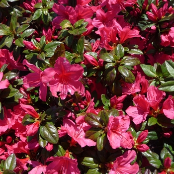 Rhododendron Carla hybrid 'Sunglow'