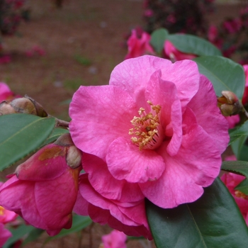 Camellia sasanqua 'Kanjiro' 