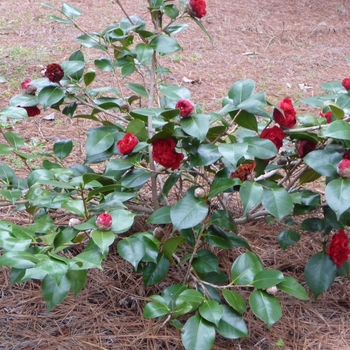 Camellia japonica 'Professor Sargent' 