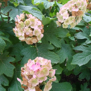 Hydrangea quercifolia 'Snow Queen' 