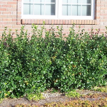 Euonymus kiautschovicus 'Paulii' 