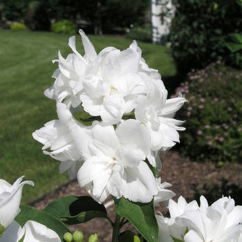 Philadelphus 'Snowgoose' 