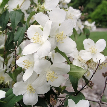 Philadelphus lewisii 'Blizzard' 