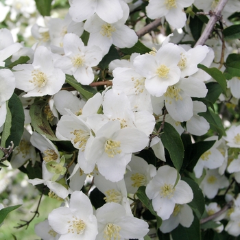 Philadelphus lewisii 'Waterton' 