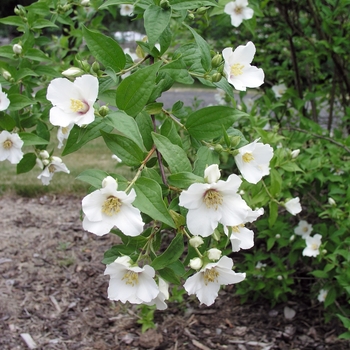 Philadelphus x lemoinei 'Belle Etoile' 