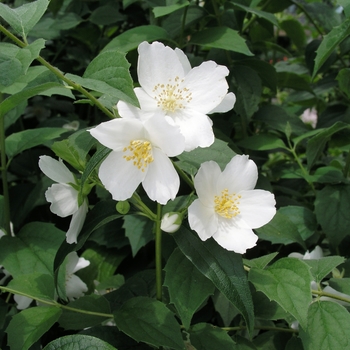 Philadelphus x lemoinei 'Avalanche' 