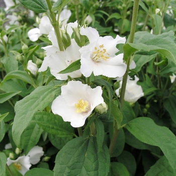 Philadelphus x lemoinei