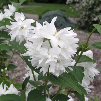 Philadelphus 'Buckley's Quill' 