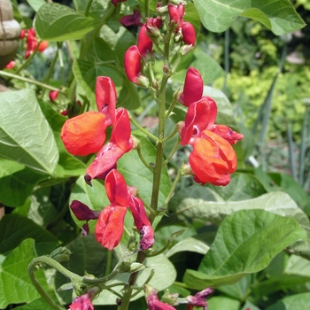 Phaseolus coccineus '' (022787)