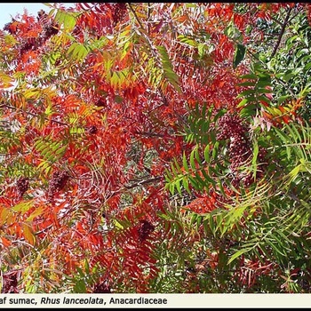 Rhus copallina