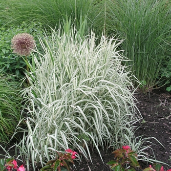 Phalaris arundinacea 'Picta'