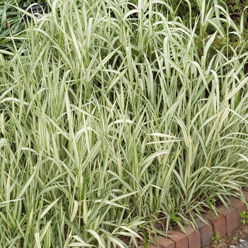 Phalaris arundinacea 'Feesey' 