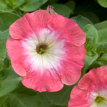 Petunia 'Voyager Coral Morn' 