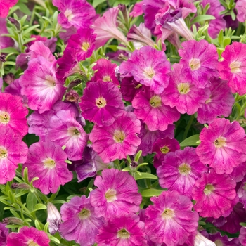 Petunia 'Tiny Tunia Cranberry' 