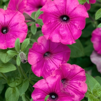 Petunia 'Purple' 