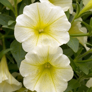 Petunia 'Patio Lemon' 