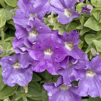 Petunia 'Patio Blue' 