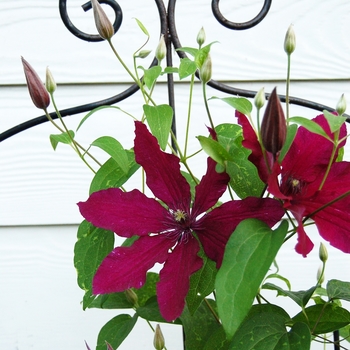 Clematis 'Ruutel™' 