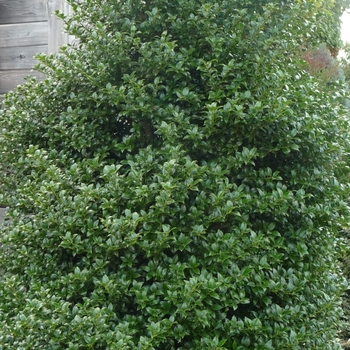 Ilex x latifolia 'Miss Patricia' 'Dapat' PPAF