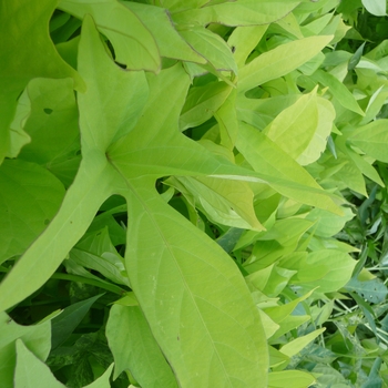 Ipomoea batatas 'Sweet Heart Light Green' 15,028