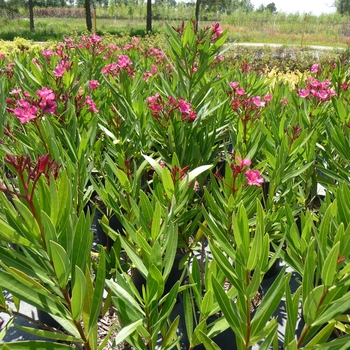 Nerium oleander 'Calypso' 