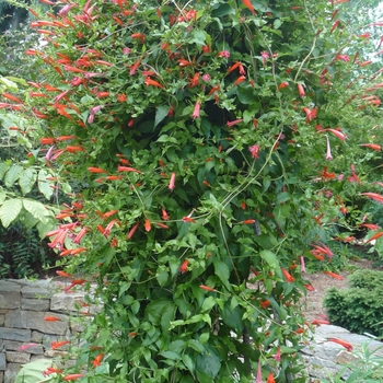 Manettia cordifolia (glabra) 'John Elsley' 