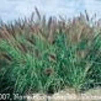 Pennisetum alopecuroides 'Viridescens' 