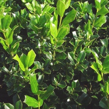 Ilex cornuta 'Fine Line' 