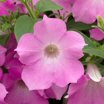 Petunia 'Pastel Pink' 