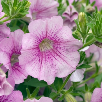 Petunia 'Light Pink' 