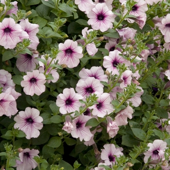 Petunia 'Lavender Lace' 