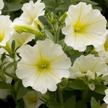 Petunia 'Baby Vanilla' 